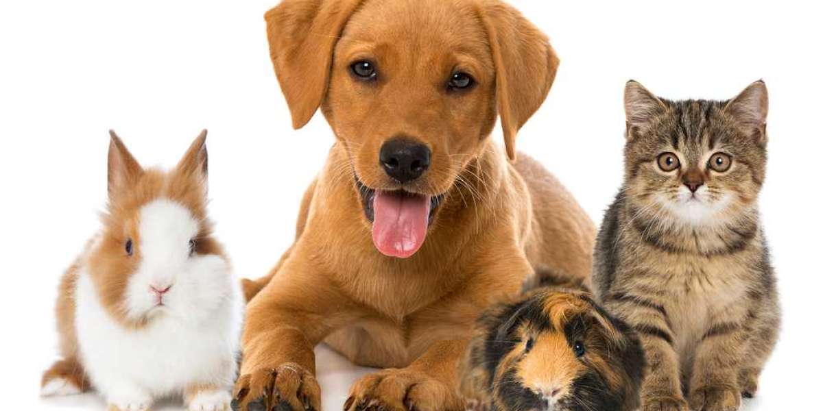 Pet Insurance Market Size 2023 | Industry Share, Growth and Forecast 2028
